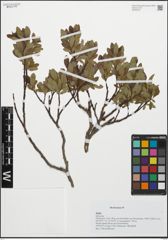 Foto von Salix L.